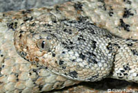 Speckled Rattlesnake
