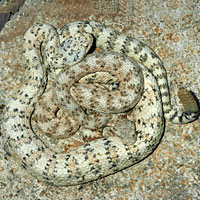 Speckled Rattlesnake