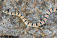 Mohave Shovel-nosed Snake 