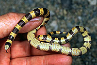 Nevada Shovel-nosed Snake