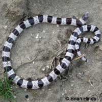 Mohave Shovel-nosed Snake 