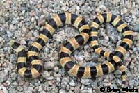 Mohave Shovel-nosed Snake 