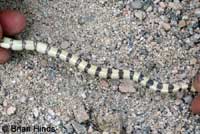 Mohave Shovel-nosed Snake 