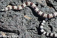 Mohave Shovel-nosed Snake 