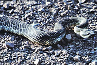 southern pacific rattlesnake