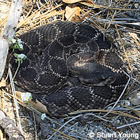 southern pacific rattlesnake