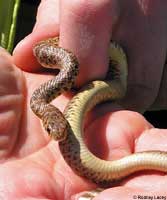 western yellow-bellied racer