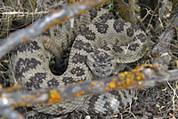 great basin rattlesnake