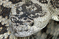 great basin rattlesnake