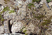 great basin rattlesnake