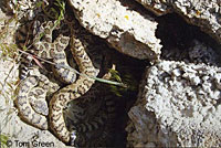 great basin rattlesnake