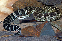 northern pacific rattlesnake