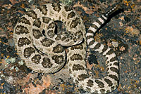 great basin rattlesnake