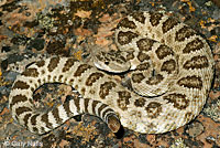 great basin rattlesnake