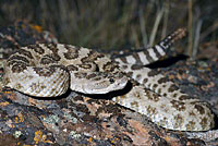 great basin rattlesnake