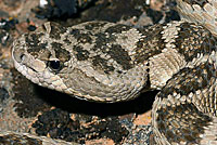 great basin rattlesnake