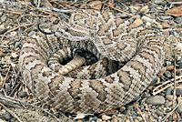 great basin rattlesnake