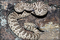 great basin rattlesnake