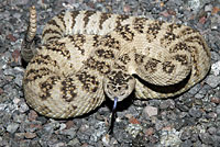 Great Basin Rattlesnake