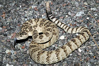 Great Basin Rattlesnake