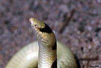 Mohave Shovel-nosed Snake 