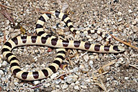 Mohave Shovel-nosed Snake 