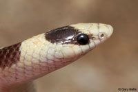 Mohave Shovel-nosed Snake 