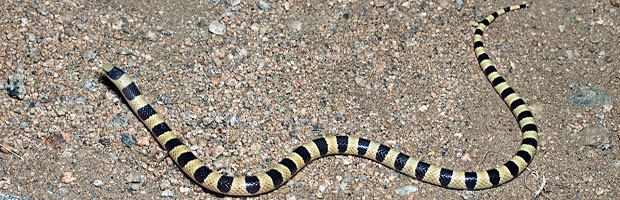 Mohave Shovel-nosed Snake 