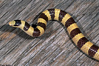 Mohave Shovel-nosed Snake 