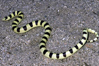 Mohave Shovel-nosed Snake 