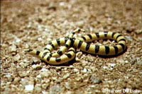 Mohave Shovel-nosed Snake 