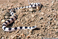 Mohave Shovel-nosed Snake 