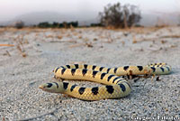 Mohave Shovel-nosed Snake 