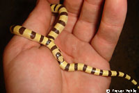 Mohave Shovel-nosed Snake 