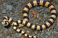 Mohave Shovel-nosed Snake 