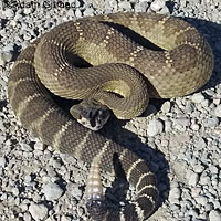 northern pacific rattlesnake