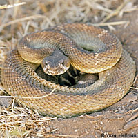 northern pacific rattlesnake