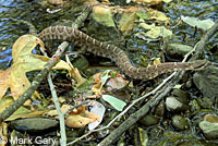 northern pacific rattlesnake