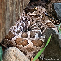 northern pacific rattlesnake