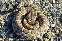 northern pacific rattlesnake