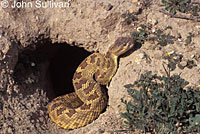 northern pacific rattlesnake