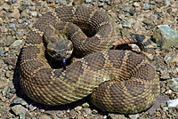 northern pacific rattlesnake