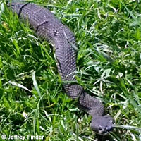 northern pacific rattlesnake