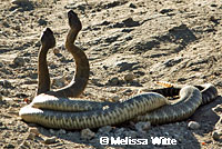 northern pacific rattlesnake