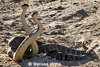 northern pacific rattlesnake