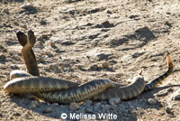 northern pacific rattlesnake