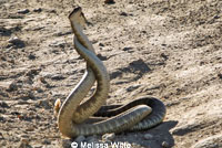 northern pacific rattlesnake