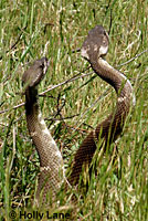 northern pacific rattlesnake