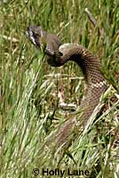 northern pacific rattlesnake