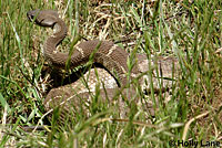 male Northern Pacific Rattlesnakes in a wrestling match